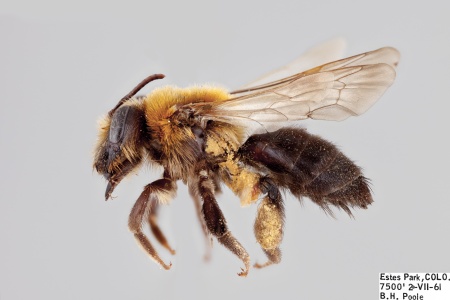 [Andrena lupinorum female (lateral/side view) thumbnail]
